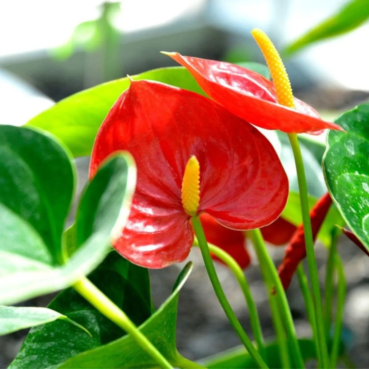 Anthurium-Red-1