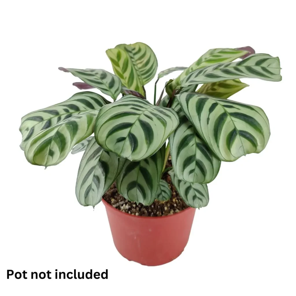 Calathea-Burle-1