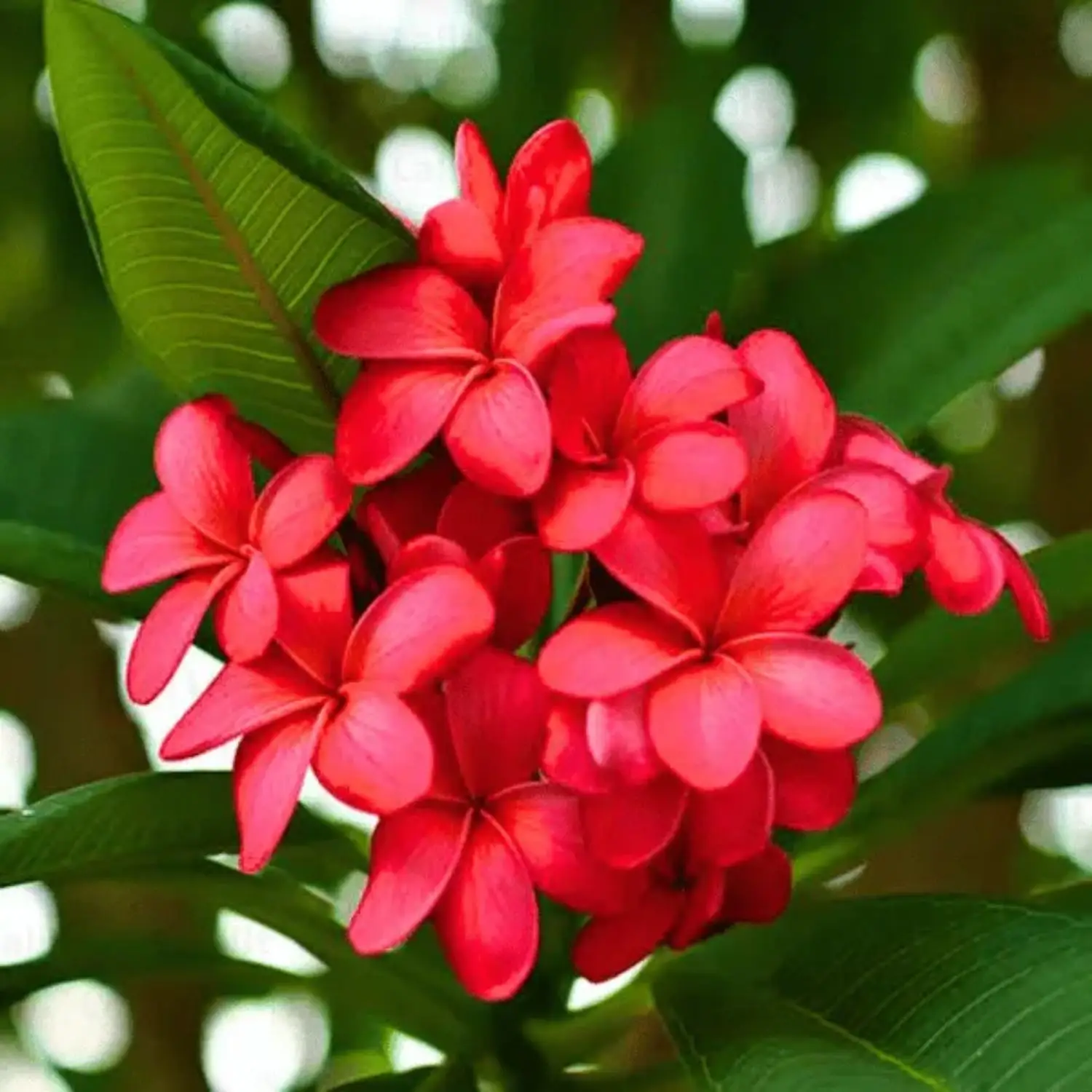 Plumeria-flower-plant-Red