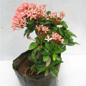 Rangan/Ixora Flower Plant (Pink)