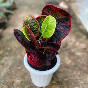 Exotic Red Apple Croton – Rare Plant