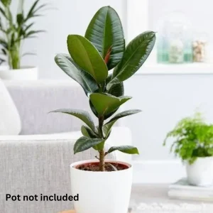 Rubber Plant (Bare Rooted)