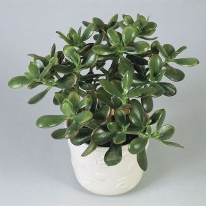 Jade Plant