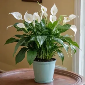 Peace Lily