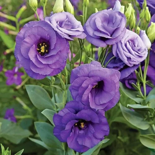 NandiniLisianthus-Flower-Plant