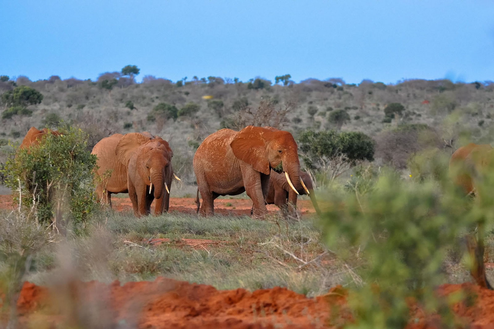 Tsavo East National Park