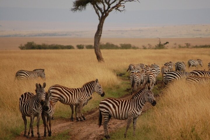 Masai Mara National Reserve