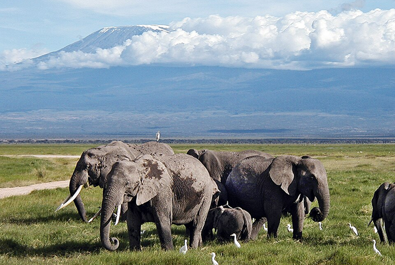 Amboseli National Park